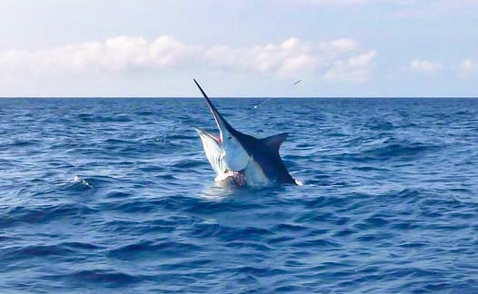 Black Marlin caught aboard Wild Turkey- Australian Sportfishing Charters in the Great Barrier Reef